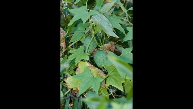 ЭХИНОЦИСТИС  (ECHINOCYSTIS) сем. Тыквенные смотреть онлайн