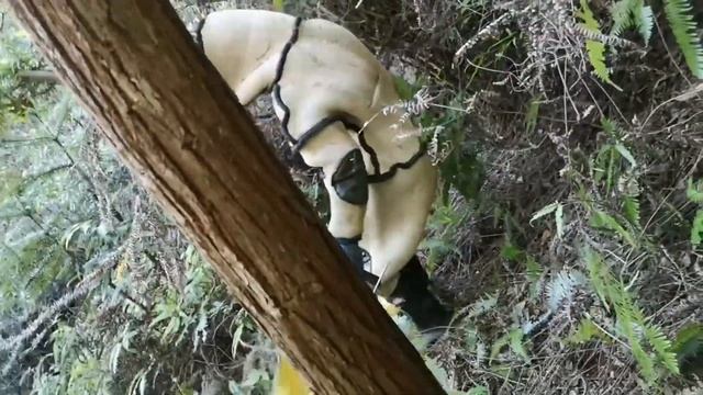MURDER HORNET NEST REMOVAL,VESPA MANDARINIA,WASP MASSIVE,YELLOW JACKETS NEST,GIANT HORNETS смотреть онлайн