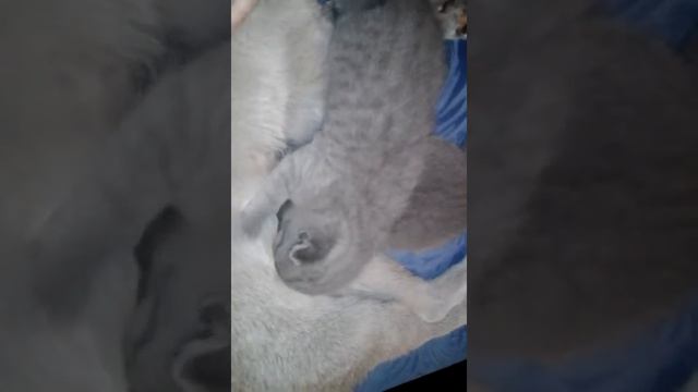 Котята дерутся за еду смотреть онлайн