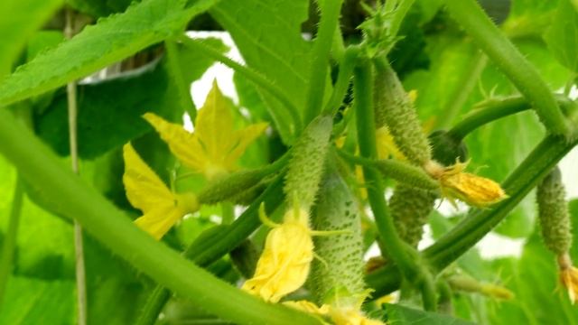 Даже чахлые огурцы вмиг пойдут в рост и не будут болеть если сделаете так смотреть онлайн