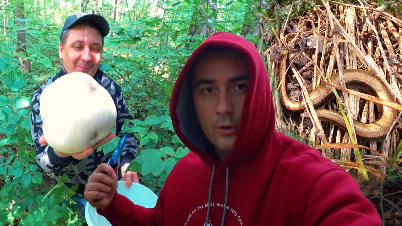 ЧТО ЭТО ЗА ГРИБ ??? Наступили на змею!