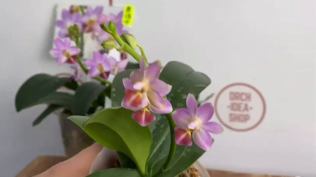 Орхидеи из Азии купить в Украине смотреть онлайн