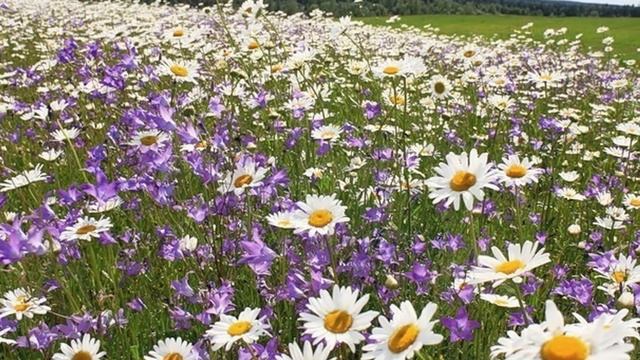 Ромашка белая. Михаил Михайлов. смотреть онлайн