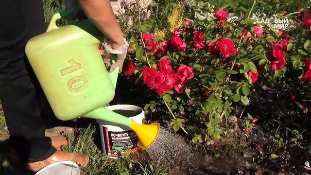 Внимание, результаты эксперимента Почвоулучшитель себя оправдал смотреть онлайн