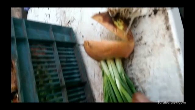 Зачатковость лука Каратал смотреть онлайн