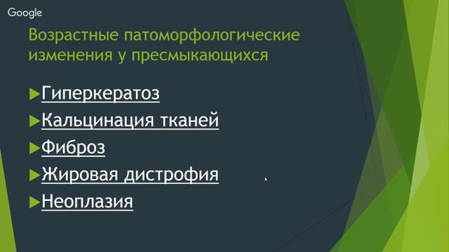 Гериатрия рептилий смотреть онлайн