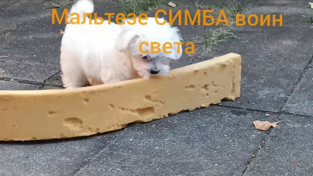 мальтезе симба взрослеет смотреть онлайн