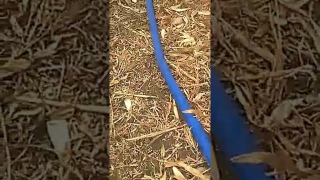 honda wb30xt 5,5cp смотреть онлайн