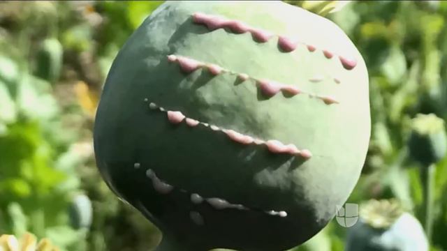 Grandes cultivos en la sierra mexicana ponen en evidencia el negocio que controla el crimen organiz смотреть онлайн