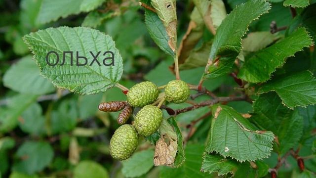 возраст растений "сколько живут растения" ? смотреть онлайн