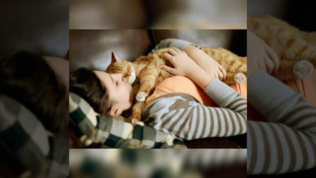 Почему кот спит на человеке: что означают его позы и выбранное место. смотреть онлайн