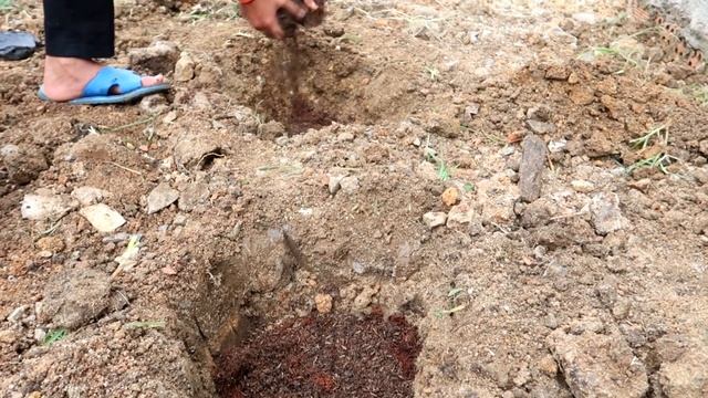 Growing papaya from seed for high yield | garden ideas смотреть онлайн