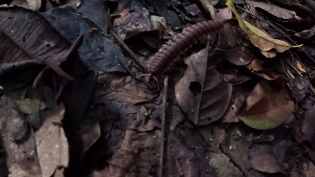 Scary Jungle Sounds In Ghana S7-E54