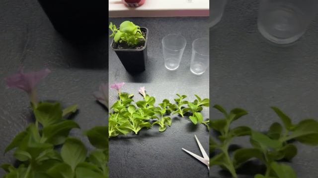 Черенкование петунии Изи Вейв Сильвер 2023 года смотреть онлайн