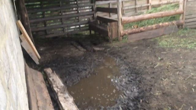 Вес четырёх месячных бычков смотреть онлайн