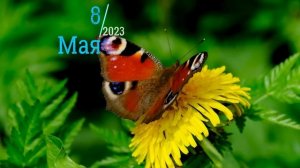 8 МАЯ 2023 ЧТО НЕЛЬЗЯ ДЕЛАТЬ,НАРОДНЫЕ ПРИМЕТЫ,ЧТО МОЖНО ДЕЛАТЬ