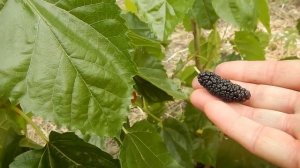 Шелковица Королевская