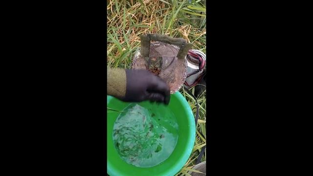 О хранении в летний период личинок ручейника, поденки, веснянки, казары и других в реке смотреть онлайн