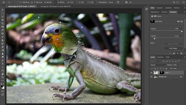 Crear FOTO MONTAJE PHOTOSHOP IGUANA con CABEZA DE LORO EN ADOBE PHOTOSHOP смотреть онлайн