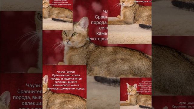 Самые большие домашние кошки в мире: ТОП пород Шокирующие Факты о Животных #кошки #животные #природ смотреть онлайн