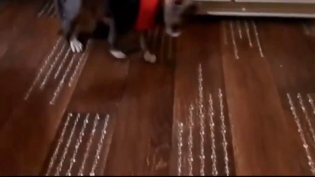 Коты попали в воду / Кошки смешно выбираются из ванны / Угарные Приколы с котами / Сборник приколов смотреть онлайн