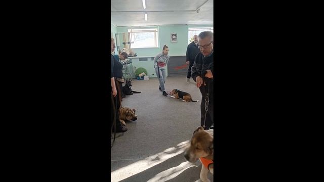 Занятие с группой собак, часть из которых были агрессивными