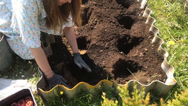 Как правильно сажать гладиолусы?Высаживаем луковицы гладиолусов. Planting bulbs Gladiolus. смотреть онлайн