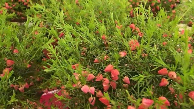 Boronia heterophylla смотреть онлайн