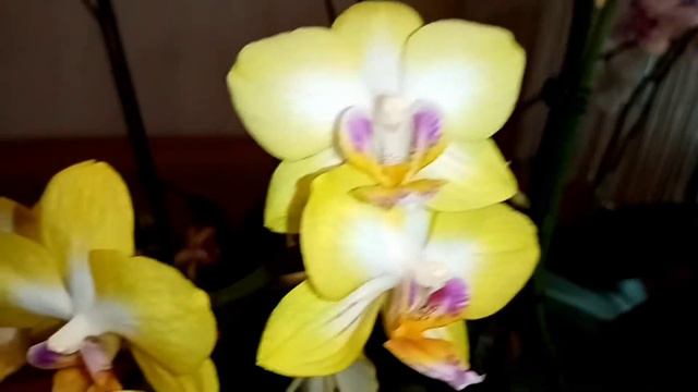 Скромное цветение . Фаленопсисы сбросили бутоны. смотреть онлайн