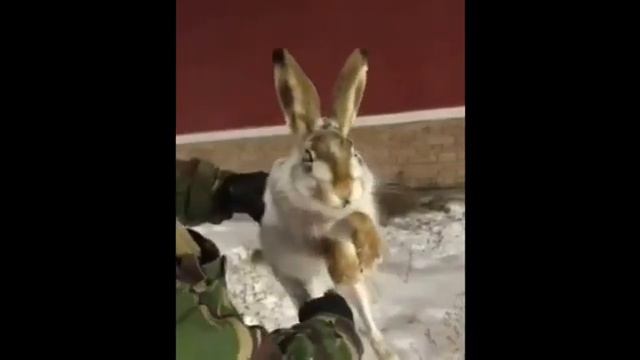 - 46 ЖУТКИЙ ХОЛОД ЗАМЕРЗШИЕ ЖИВОТЫЕ КАЗАХСТАН АСТАНА смотреть онлайн