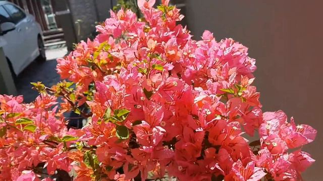 Bunga kertas /Bougainvillea - full bloom смотреть онлайн