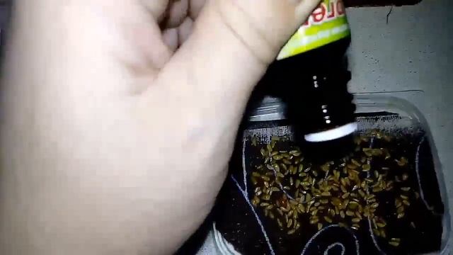 Шаг 2 проращивания семян сортов редких крупных роз