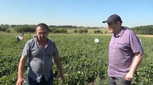 Перспективный поздний сорт клубники ГАРМОНИЯ (26-05-2018)