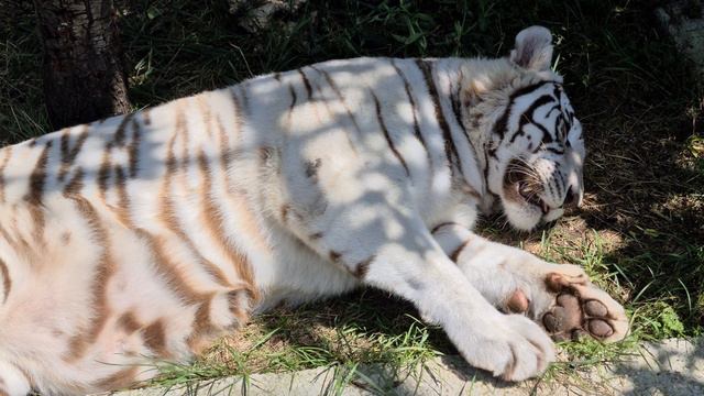 Белый полосатик задремал) Тайган смотреть онлайн
