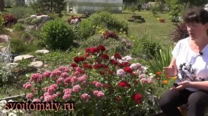 «Незаслуженно забыта» – гвоздика турецкая (бородатая)