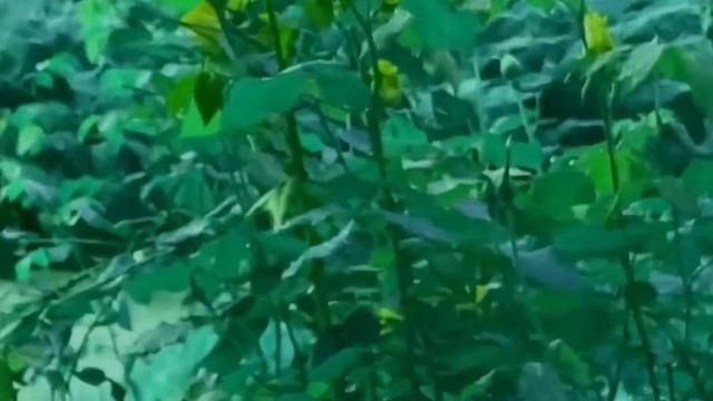 Старый Сад смотреть онлайн