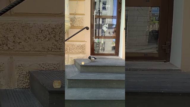 #Санкт-Петербург в деталях смотреть онлайн