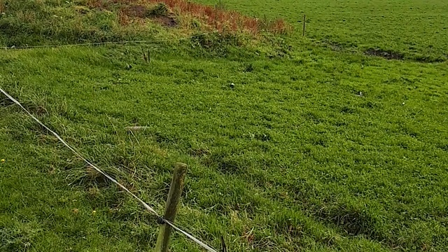 Продажа КРС оптом из Европы смотреть онлайн