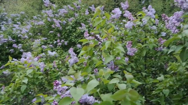 Люляк в изобилие смотреть онлайн