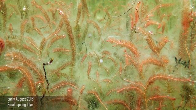 ? Перестолистник, мириофиллум, уруть - очищающие виды растений для содержания в пруду - Myriophyllu смотреть онлайн