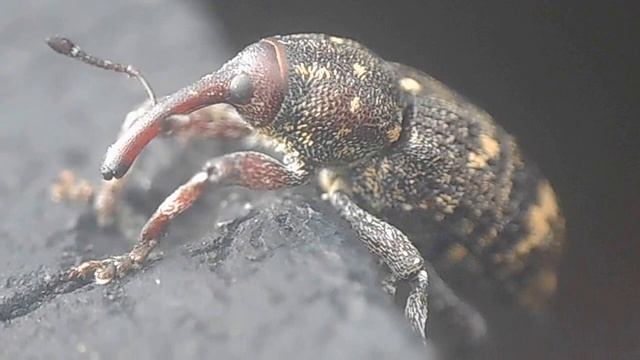 Макросъемка долгоносика (лат. Curculionidae) смотреть онлайн