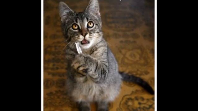 Картинки приколы животные с надписями