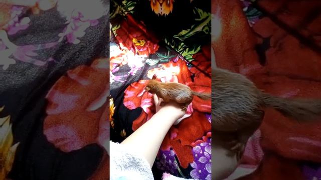 Первые шаги из имитированного гнезда смотреть онлайн