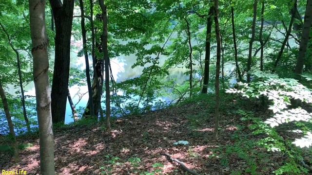 HIKING TRAIL IN MA| USA смотреть онлайн
