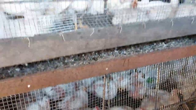 Почему не растут Бройлера??? смотреть онлайн