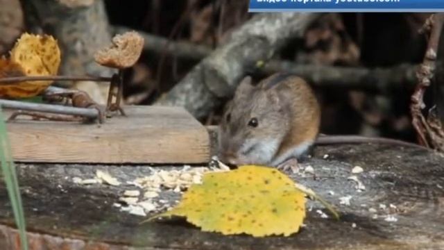 Дачный участок и звери смотреть онлайн