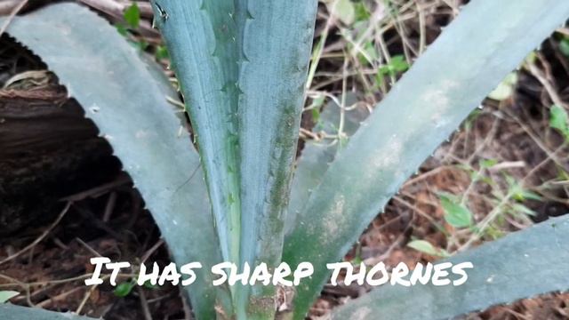 ಕತ್ತಾಳೆ agave смотреть онлайн