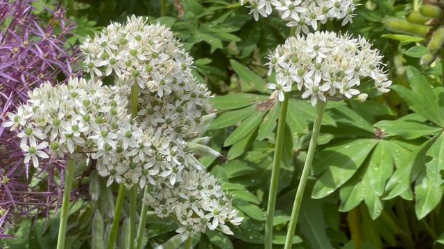 Allium Nigrum - Bulbs for Fall Planting смотреть онлайн