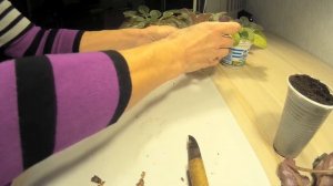 Как омолодить фиалку. Проверенные способы омоложения взрослых фиалок. Как обновить старую фиалку