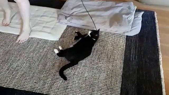 У этого кота не жизнь, а малина! смотреть онлайн